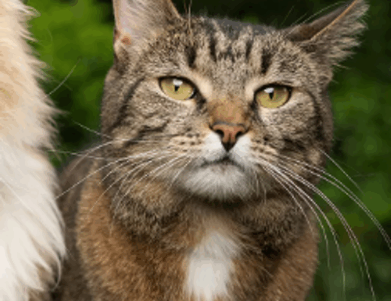 can genrodot game run on pc