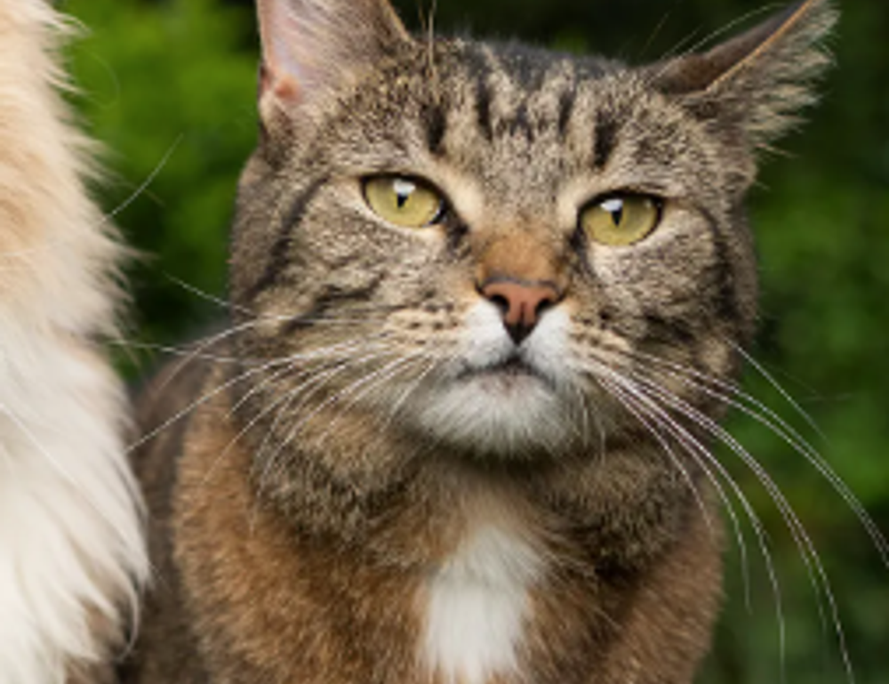 can genrodot game run on pc