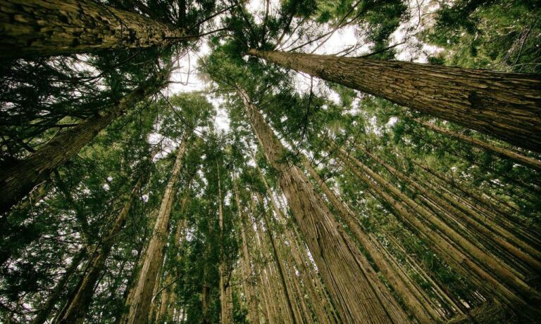 how often should i use luvizac shampoo