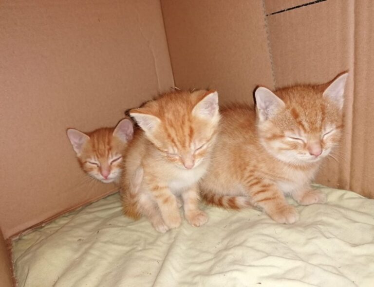 is luvizac safe to use