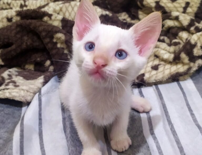 play version caladriusapk20192